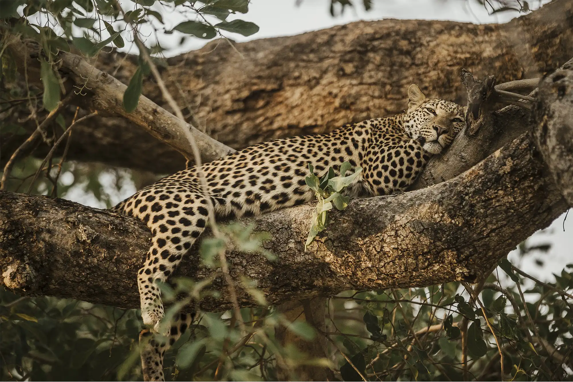 safari-fotografico-diego-giusti-fotografo-livorno-24 https://diegogiusti.it/wp-content/uploads/2026/05/safari-fotografico-diego-giusti-fotografo-livorno-24.webp